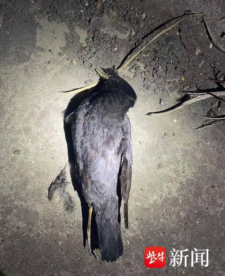 皇冠皇冠信用开户
_每天下班“弹弓打鸟”皇冠皇冠信用开户
，冰箱内“攒”44只待食，“馋嘴男”涉刑事犯罪